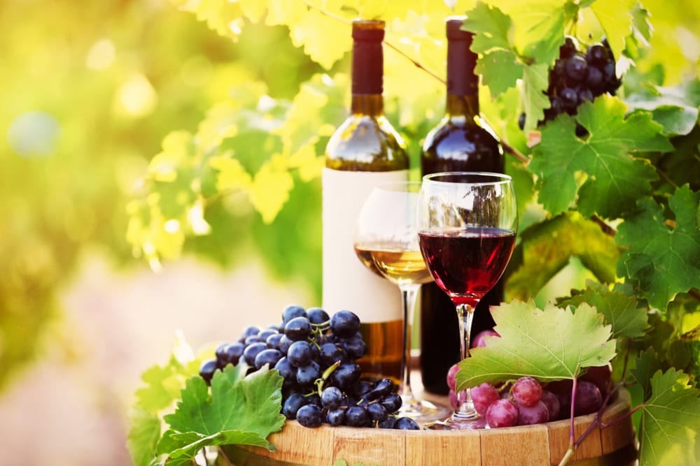 vite vitivinicolo vino vigne