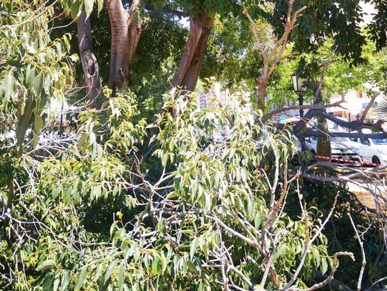 Potatura alberi a rilento a Palermo, un tronco cade dentro una villa comunale