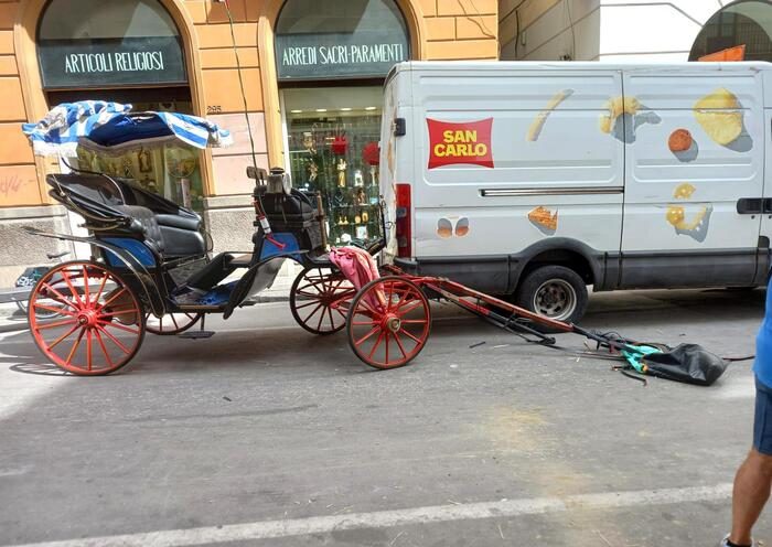 Palermo, cavallo imbizzarrito semina il panico nel centro storico: un ferito
